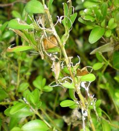  Complete defoliation by older larvae
